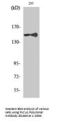 PLC γ1 Antibody