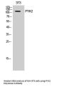 PYK2 Antibody
