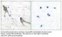 PYK2 Antibody