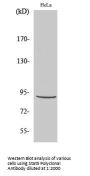 Stat5 Antibody