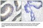 Stat5 Antibody