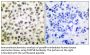 Stat5 Antibody