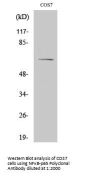 NFκB-p65 Antibody
