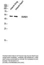 RUNX1 Antibody