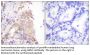 RUNX1 Antibody
