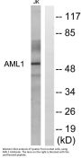 RUNX1 Antibody