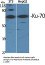 Ku-70 Antibody