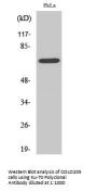 Ku-70 Antibody
