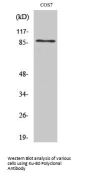 Ku-80 Antibody