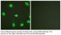 Ku-80 Antibody