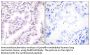 Ku-80 Antibody