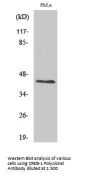 CREB-1 Antibody