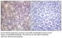 CREB-1 Antibody