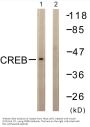 CREB-1 Antibody