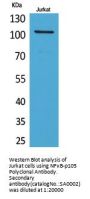 NFκB-p105 Antibody