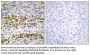 NFκB-p105 Antibody