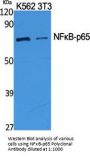 NFκB-p65 Antibody