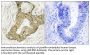 Rsk-1 Antibody