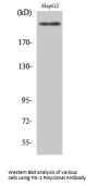 Flk-1/VEGFR2 Antibody
