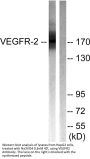 Flk-1/VEGFR2 Antibody