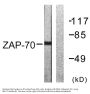 ZAP-70 Antibody