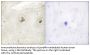 c-Abl Antibody