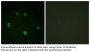 Cyclin E1 Antibody