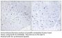 Cyclin E1 Antibody