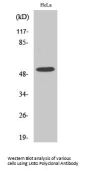 LKB1 Antibody