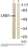 LKB1 Antibody