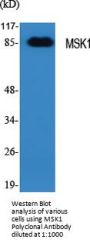MSK1 Antibody