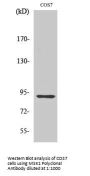MSK1 Antibody