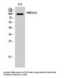 NMDAζ1 Antibody