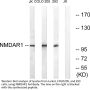 NMDAζ1 Antibody
