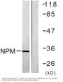 B23 Antibody