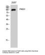 PKD1 Antibody