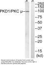 PKD1 Antibody