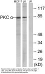 PKC α Antibody