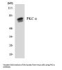 PKC α Antibody