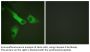 Caspase-9 Antibody