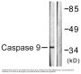 Caspase-9 Antibody
