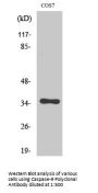 Caspase-9 Antibody