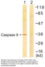 Caspase-9 Antibody