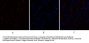 Caspase-9 Antibody