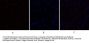 Caspase-9 Antibody