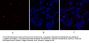 Caspase-9 Antibody