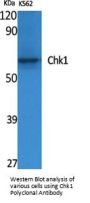 Chk1 Antibody