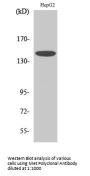 Met Antibody