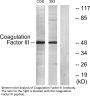 TF Antibody