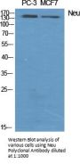 Neu Antibody